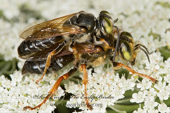 Tachytes crassus  LARRINI CRABRONID WASP 9013710z