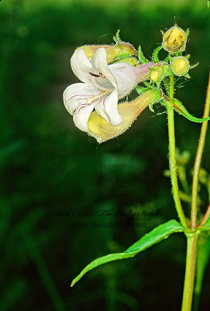 Penstemon digitalis  FOXGLOVE BEARDTONGUE 290720z