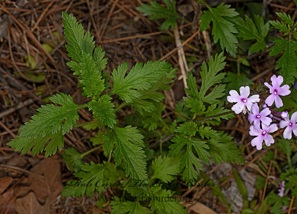 Glandularia  canadensis  ROSE VERVAIN 3028494-z