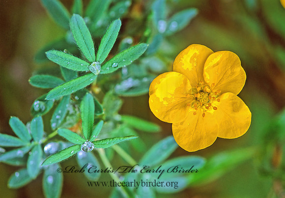Dasiphora fruiticosa  SHRUBBY CINQUEFOIL 241103z