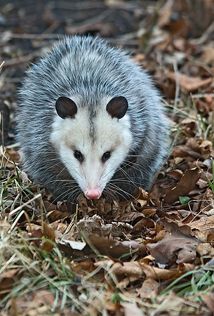 Didelphis virginiana  VIRGINIA OPOSSUM 5017630z