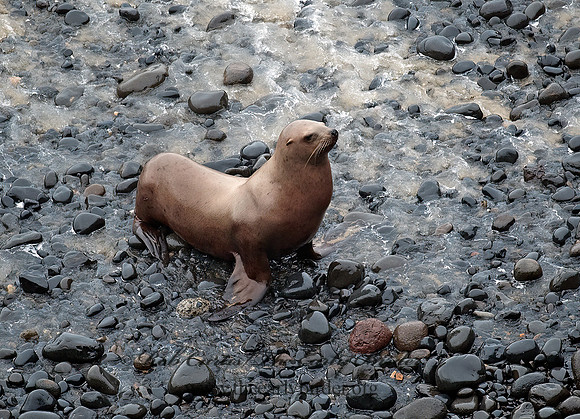 Zalophus californianus  CALIFORNIA SEA LION 8019678z