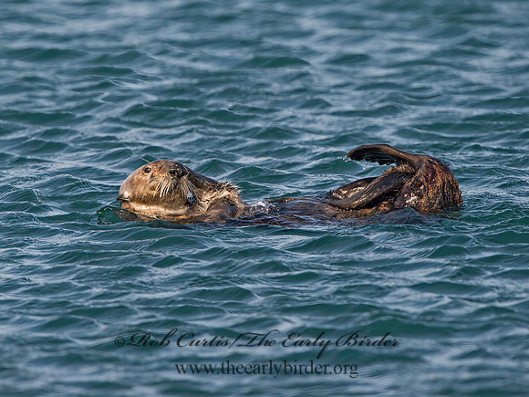 Enhydra lutris nereis  SOUTHERN SEA OTTER 9057934z