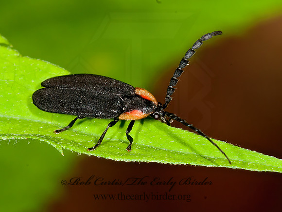 Lucidota atra  BLACK FIREFLY 3013650z