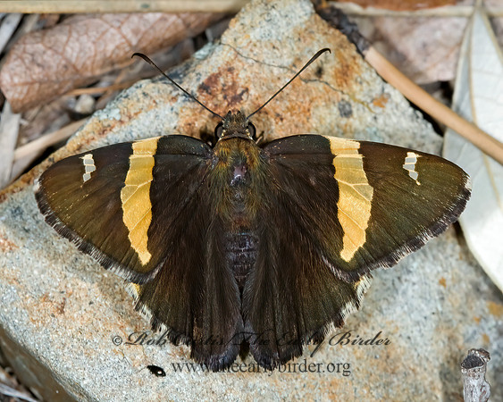 Autochton cellus  GOLDEN-BANDED SKIPPER  7009448z