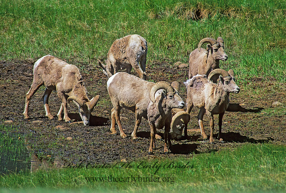 Ovis canadensis  BIGHORN SHEEP 153618z