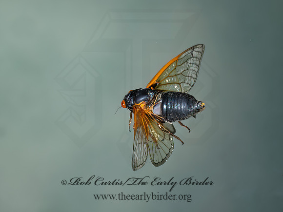 Magicicada cassinii CASSINI'S 17-YEAR CICADA 9089094z