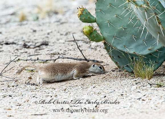 Xerospermophilus tereticaudus  ROUND-TAILED GROUND SQUIRREL 5005197z