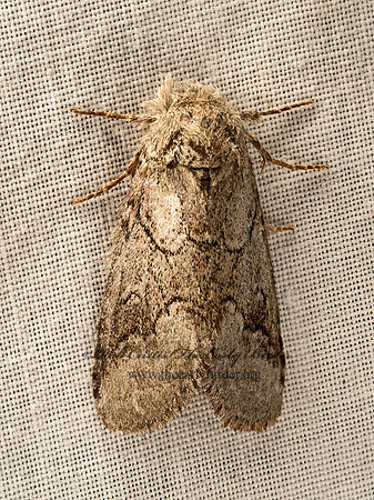 Lochmaeus manteo  VARIABLE OAKLEAF CATERPILLAR MOTH 9050354z
