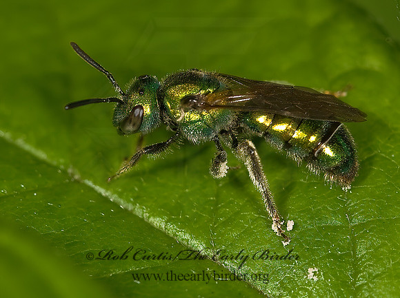 Augochlora pura  PURE GREEN AUGOCHLORA  8014218z