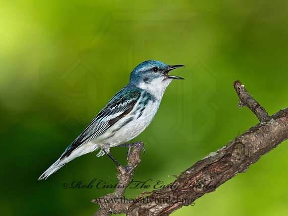 Setophaga cerulea  CERULEAN WARBLER 9023090z