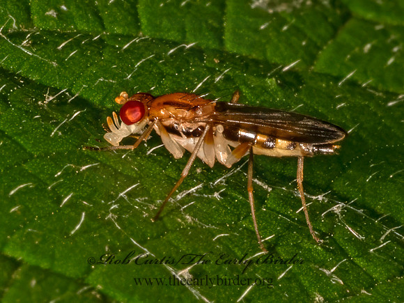 Clusia CLUSIID FLY 9079206z