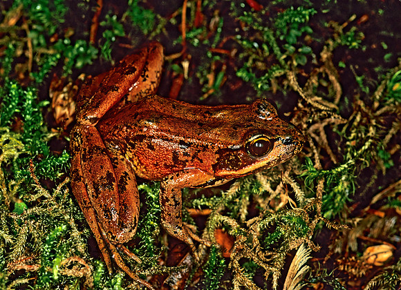 Rana aurora  NORTHERN RED-LEGGED FROG150307 z