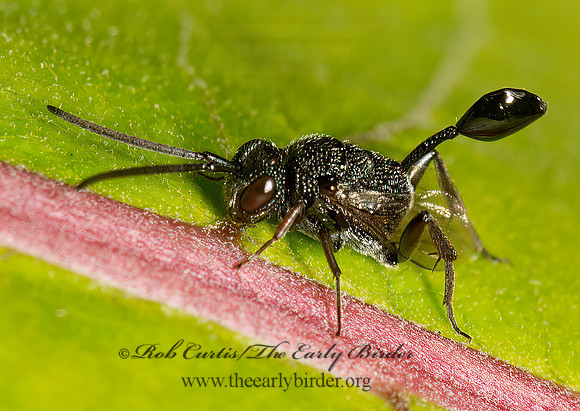 Hyptia  ENSIGN WASP  9023966z