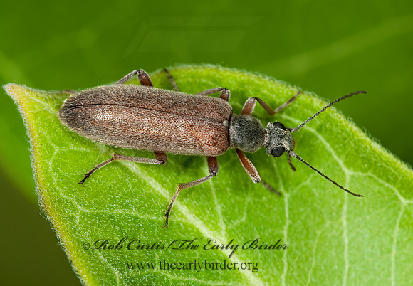 Stereopalpus vestitus  ANTLIKE FLOWER BEETLE 3002783~z