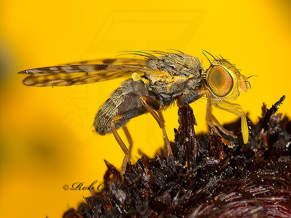 Dioxyna picciola  FRUIT FLY 1303886z