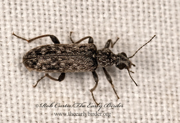 Duboisius texanus~ ANTLIKE FLOWER BEETLE 3038164z