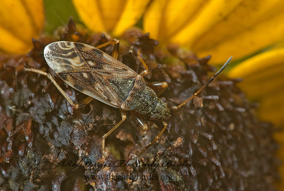 Ligyrocoris diffusus 5001694z
