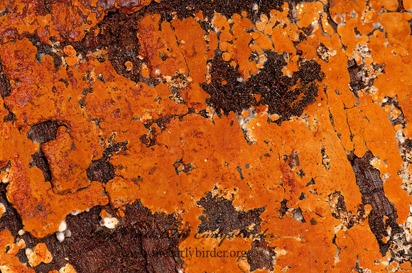 Allescheriella crocea  ORANGE BOTRYOBASIDIACEAE FUNGUS 3014981z