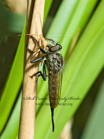 Efferia aestuans  ASILINAE ROBBER FLY 5012552z