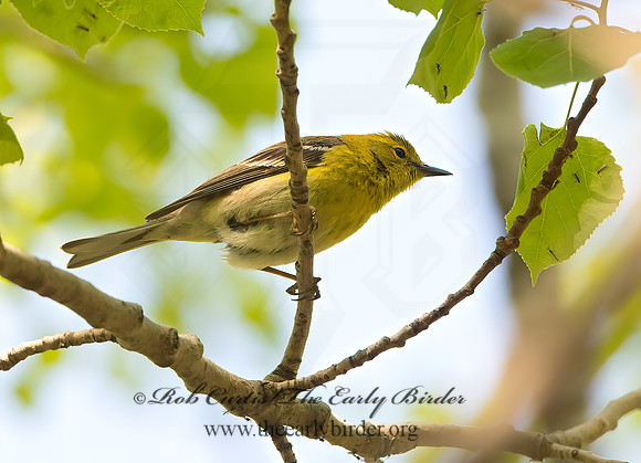 Setophaga pinus  PINE WARBLER 9045341z