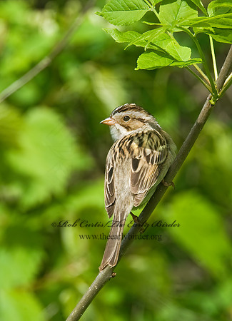 Spizella pallida  CLAY-COLORED SPARROW 8013070z