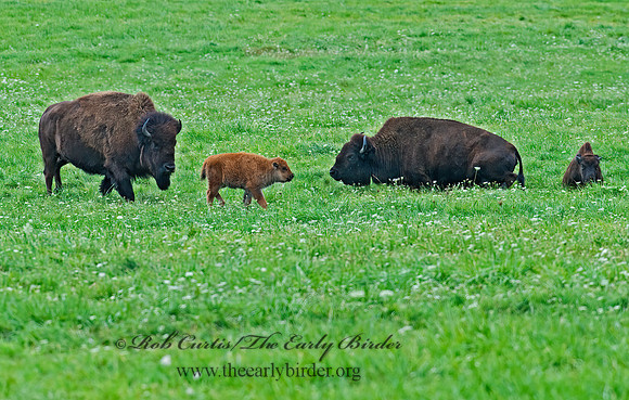 Bison bison  BISON 8023872z