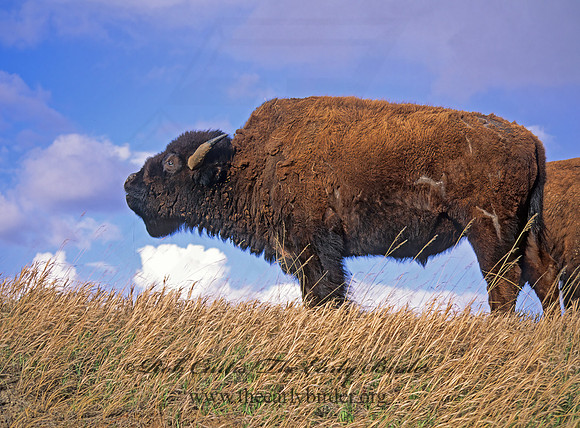 Bison bison  BISON 143910z
