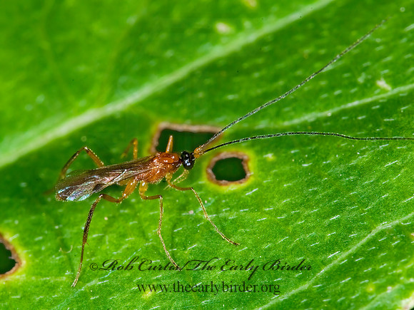Charmon extensor  ICHNEUMON WASP 6011528z