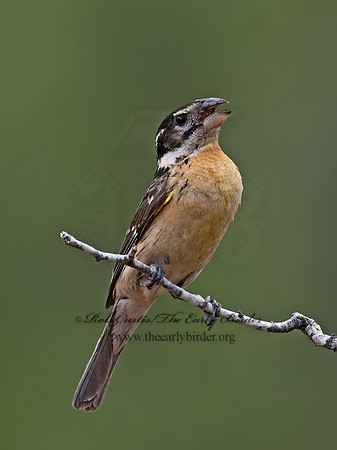 Pheucticus melanocephalus  BLACK-HEADED GROSBEAK 3037027z