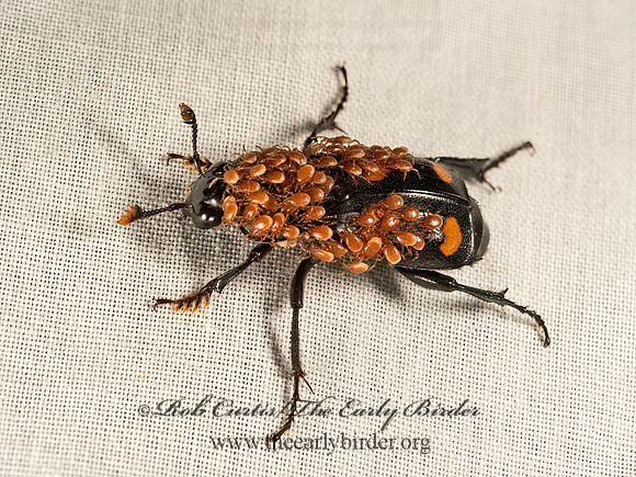 Nicrophorus orbicollis  ROUNDNECK SEXTON BEETLE 9053079z