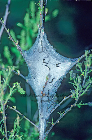 Malacosoma americanum EASTERN TENT CATERPILLAR 38715z