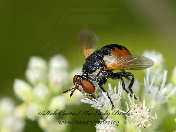 Gymnosoma sp1  TRIPLE-BAR GYMNOSOMA 9051148z