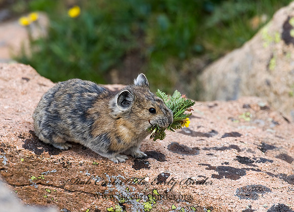 Ochotona princeps  AMERICAN PIKA 7010503z
