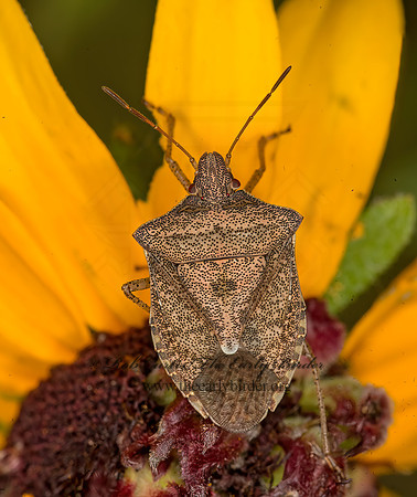Euschistus servus of tristigmus  BROWN STINKBUG 9047536z
