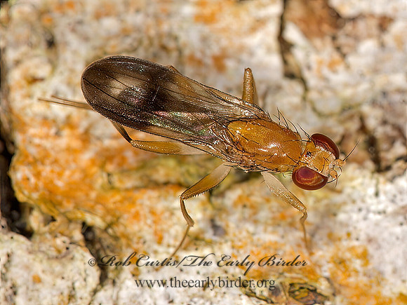 Clusia czernyi  CLUSIID FLY 9032642z