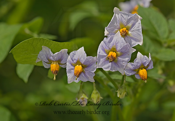 Solanum tuberosum  CARIBE POTATO 8015581z