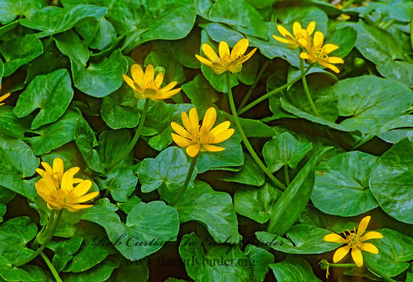 Caltha palustris  MARSH MARIGOLD 280026z
