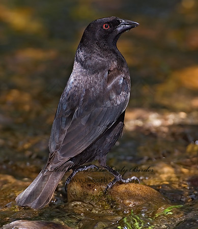 Molothrus aeneus  BRONZED COWBIRD 6023608z