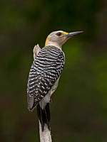 Melanerpes aurifrons  GOLDEN-FRONTED WOODPECKER 3032638z