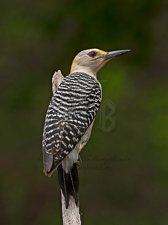 Melanerpes aurifrons  GOLDEN-FRONTED WOODPECKER 3032638z