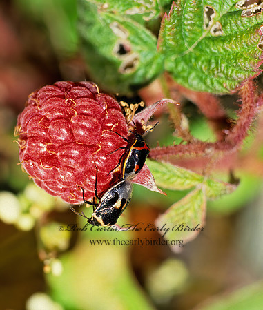 Cosmopepla lintneriana 22426z
