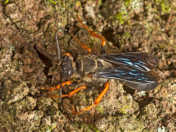 Sphex nudus  KATYDID WASP 9049353z
