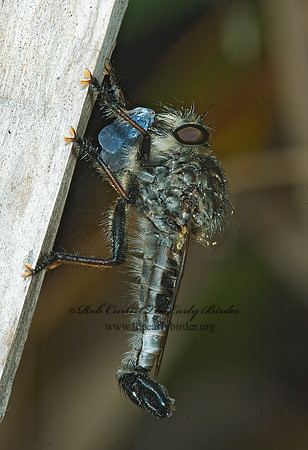 Efferia aestuans  ASILINAE ROBBER FLY 5012561 Mz