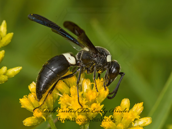 Monobia quadridens  4-TOOTHED MASON WASP 9040675z
