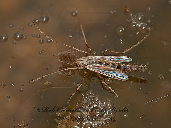Chironomius grp  MIDGE 3016795z
