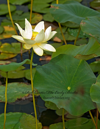Nelumbo lutea  AMERICAN LOTUS 8023628z