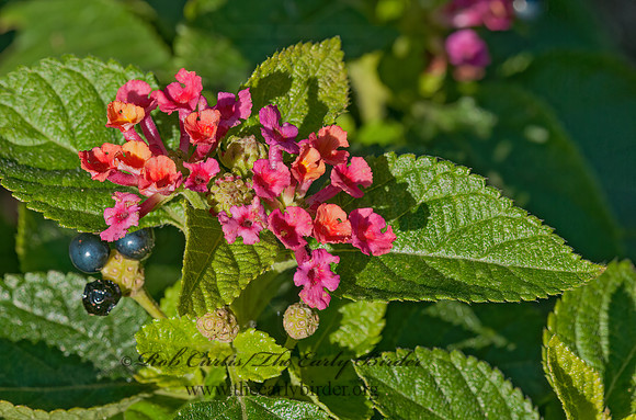 Lantana camara  RED SAGE  3015120z