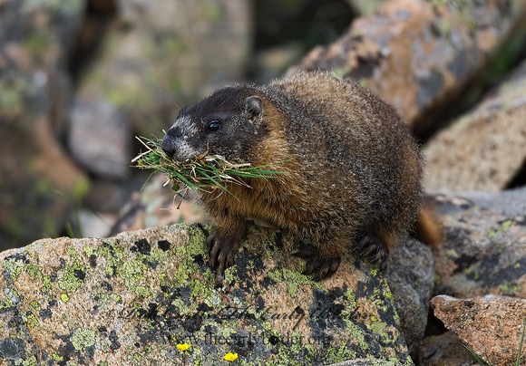 Marmota flaviventris  YELLOW-BELLIED MARMOT 7010494z