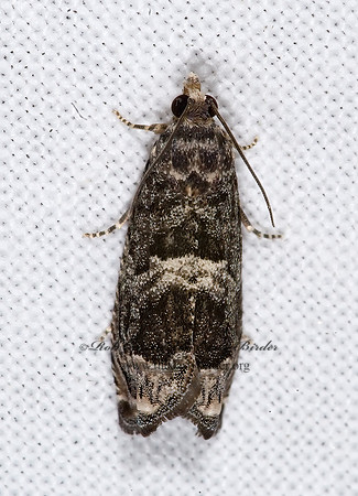 Cydia membrosa  GRAPHOLITINI TORTRICID MOTH 6025018z